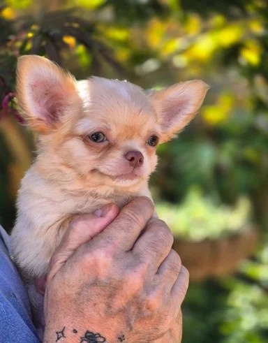 Piękne szczenięta Chihuahua - 3