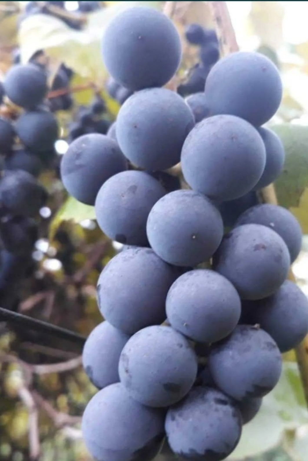 Winogrono ciemne - 3