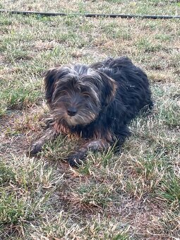 York Terrier - 3