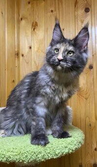 Kociaki maine coon - Okazja - 3