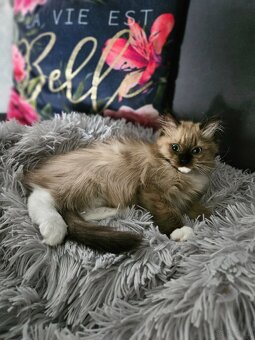 Kocięta Ragdoll - 3