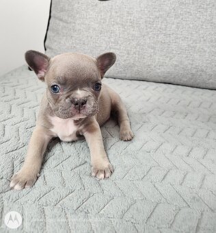 Buldog Francuski - 3