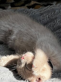 Kocięta brytyjski - 3