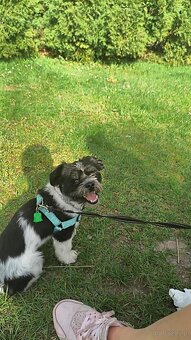 Oddam psa w dobre ręce za darmo - 3