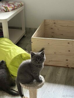 Śliczna kotka brytyjska niebieska - 3