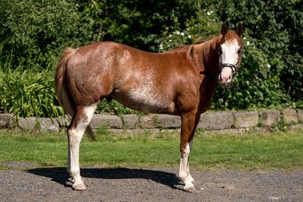 APH gelding - 3