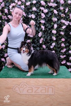 Owczarek szetlandzki, sheltie. - 3
