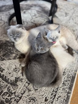 Kotki rasowe point - 3