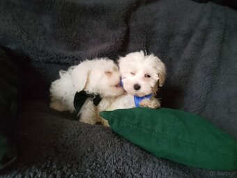 Maltańczyki szczeniak piesek - 3