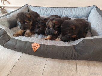 Sprzedam szczeniaki owczarka niemieckiego długowłose - 3