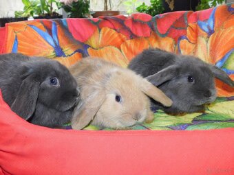 Cudne barank mini lop - 3