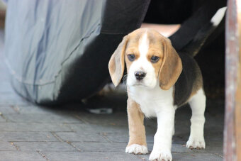 Beagle księżniczka po Championie  ZKwP (FCI) - 3