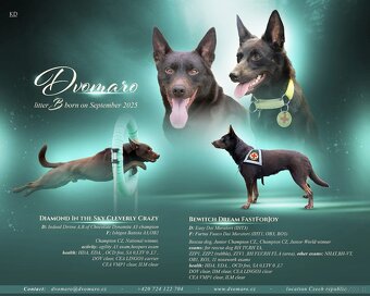 Australian kelpie - 3
