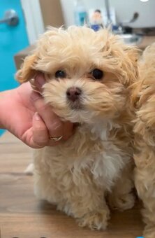 Szczenięta Maltipoo - 3