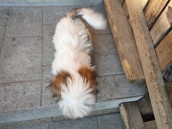 Suczka mieszanka pekińczyk shih-tzu - 3