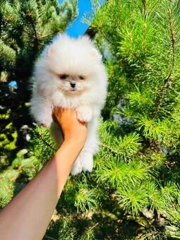 Dostępne szczenięta rasy pomeranian - 3