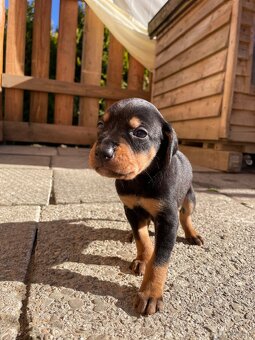 Gończy polski x irlandzki gończy szczeniaczki - 3