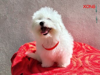 SUCZKA biała Coton De Tulear szczenię ZHPR UCI Kraków - 3