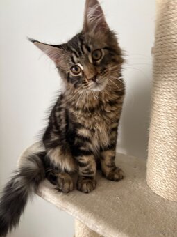 Maine Coon - 3