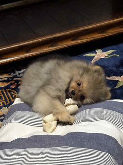 sprzedam pomeranian FCI - 3