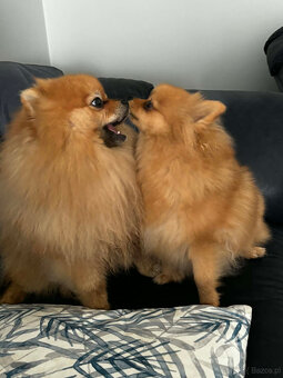 sprzedam pomeranian FCI - 3