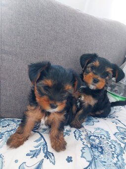 Szczeniak Yorkshire terrier 8 tygodniowy chłopiec - 3
