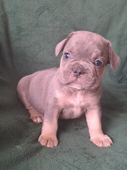 Buldog francuski - 3