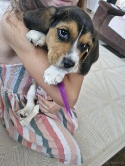 Beagle Tricolor - 3