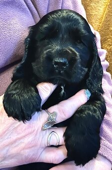 Szczenięta Cocker Spaniel Angielski - 3