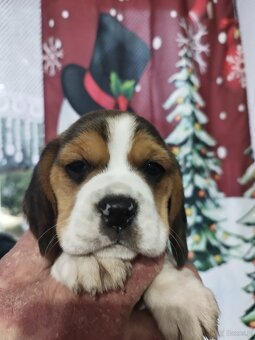 Rodowodowe szczenięta rasy Beagle tricolor, profil DNA - 3