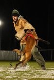 Owczarek Belgijski Malinois FCI - 3