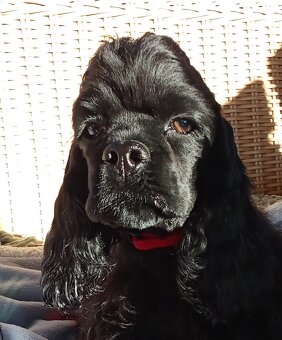 Cocker spaniel american/PP fci - 3