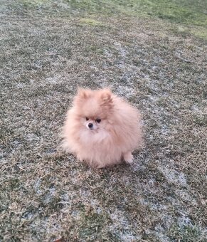 Pomeranian dorosły piesek - 3