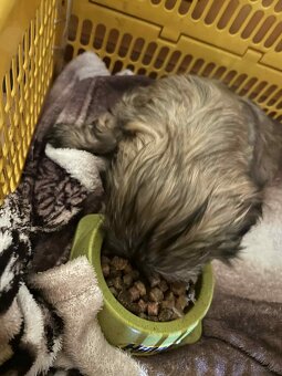 Sprzedam szczeniaka SHI-TZU - 3