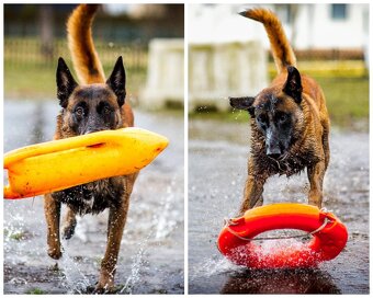 Owczarek Belgijski Malinois FCI/ZKWP - 3
