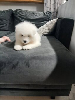 Sprzedam szczeniaka Samojed - 3