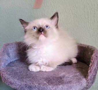 Kocięta Ragdoll z rodowodem i wyprawką - 3