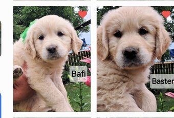 Golden retriever ZKwP FCI wlasna dogoterapia 24/h - 3