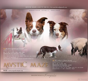 Ten piękny psiak szuka swojego prawdziwego domu 🏡 - 3