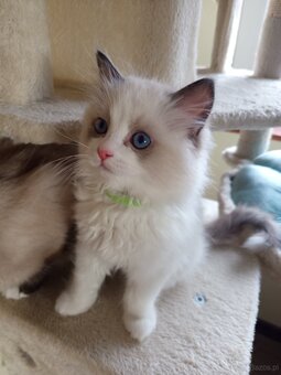 Rodokmenová koťata Ragdoll po Šampionovi - 3