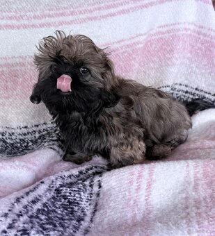 Szczeniak rasy Shih Tzu - 3