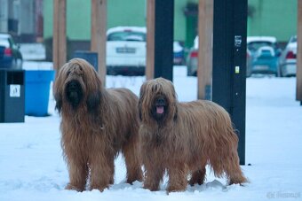 Owczarek Francuski Briard FCI - 3