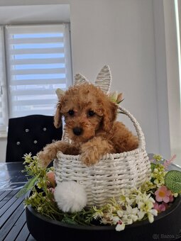 Sunia i chopiec pudelki toy po tatusiu FCI - 3