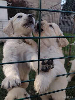Golden Retriever szczeniaki ZKwP - 3