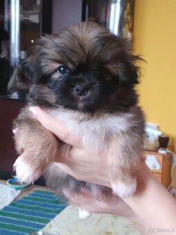 Szczeniaki pekinczyka - 3