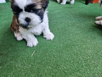 Śliczna suczka Shih Tzu - 3