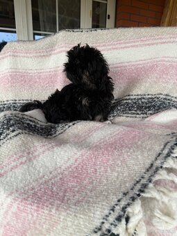 Szczeniak Shih Tzu - 3
