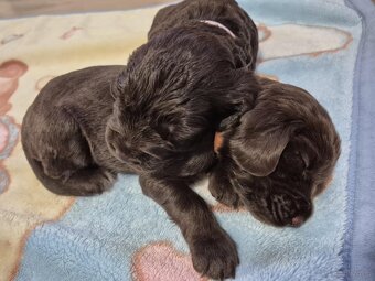 PŁochacz Niemiecki WACHTELHUND - 3