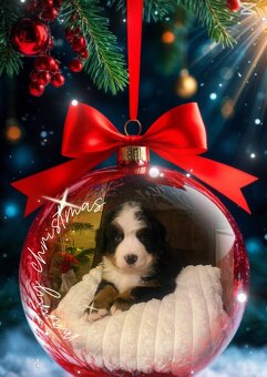 Berneński pies pasterski - 3