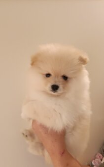 SZPIC MINIATUROWY POMERANIAN - SUCZKI - 3